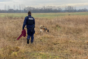 Zdj. KMP Sosnowiec. Na zdjęciu widoczny policjant w kamizelce z napisem: Przewodnik psa służbowego, wraz z psem podczas tropienia. Policjant trzyma w ręku bordowy sweter należący do zaginionej.