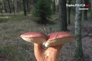 Na zdjęciu widoczne dwa grzyby. W tle las.
