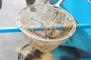 Na zdjęciu widoczny podbierak położony na zbiorniku z rybami.