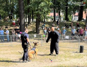 pies służbowy podczas pokazu