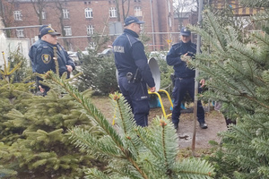 Na zdjęciu widoczni policjanci oraz strażnicy miejscy, którzy kontrolują stoisko z drzewkami.