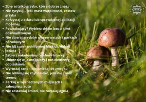Na zdjęciu widać rosnące grzyby oraz porady dotyczące grzybobrania.
