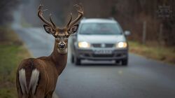 Na zdjęciu widoczny jeleń stojący przy jezdni oraz jadący nią samochód.