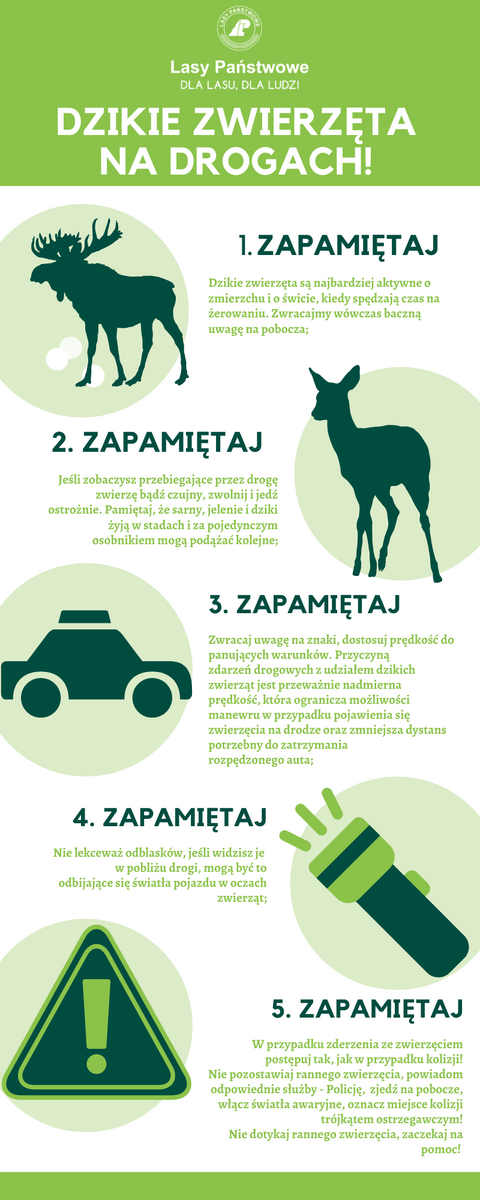 Policja ostrzega przed dzikimi zwierzętami na drogach